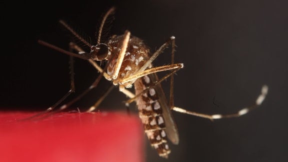 Aedes Aegypti