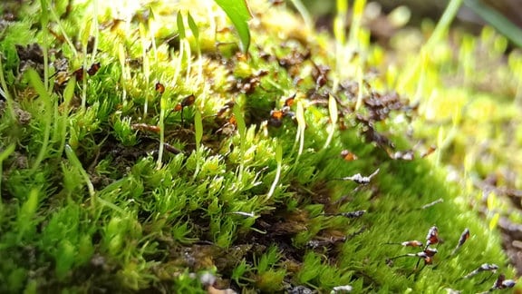 Nahaufnahme von saftig grünem, wildwachsendem Takakia-Moos im Hochland von Tibet.