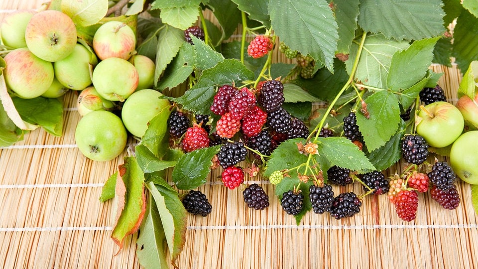 Mit Äpfeln und Brombeeren Gebrechlichkeit vorbeugen | MDR.DE