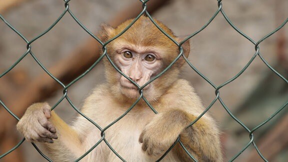 ymbolfoto Affe hinter Gittern im Käfig