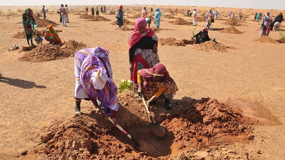 Frauen pflanzen Bäumen in trockenen Wüstenboden
