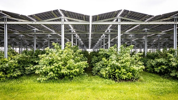 Agri-Photovoltaik über einer Beerenobst-Plantage in NRW