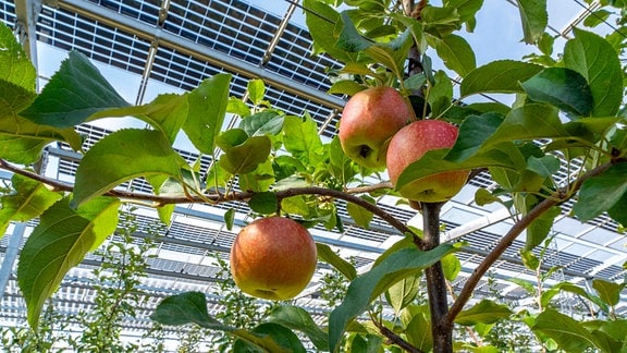 Agri-Photovoltaik Test-Anlage,Apfelbaumplantage mit PV-Modulen überdacht