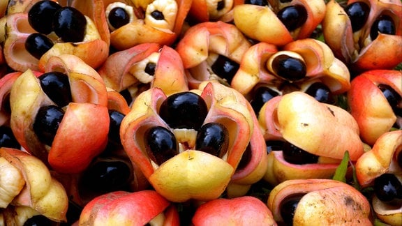 Akee, Ackee, Aki oder Akipflaume (Blighia sapida), geerntete Früchte mit Samen