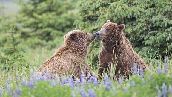 Zwei braune Bären sitzen in Blumenwiese in Alaska fast Nase an Nase, im Hintergrund Nadelbäume