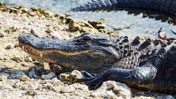 Alligator in Florida