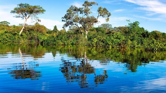 Amazonas Regenwald spiegelt sich im Fluss.