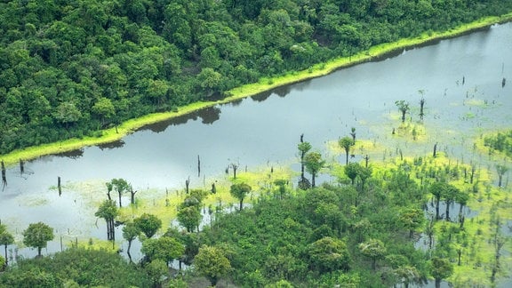 Blick aus der Luft auf den großen Fluss und den grünen Amazonas-Regenwald.