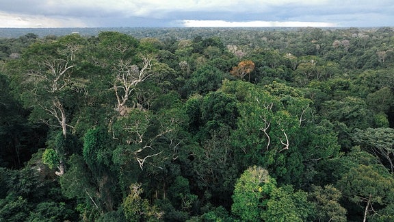Regenwald in Manaus/Brasilien