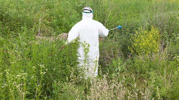 Mann in Arbeitsschutzkleidung beim Sprühen von Herbiziden auf Ambrosia.
