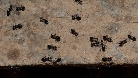 Ameisen auf einem Felsen