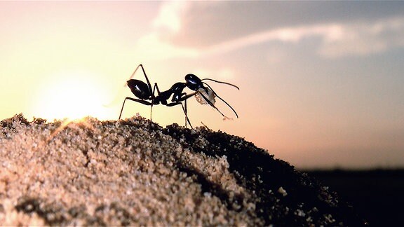 Eine Ameise auf einem sandigen Untergrund 
