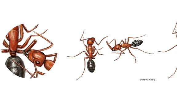 Amputation bei Verwundung: Eine Ameise beißt einer verletzten Artgenossin ein Bein ab. Danach versorgt sie die Wunde durch Belecken.