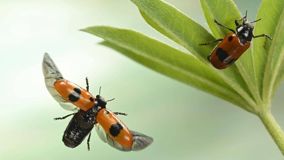 Ameisensackkäfer (Clytra laeviuscula), im Flug an einem Lupinenblatt