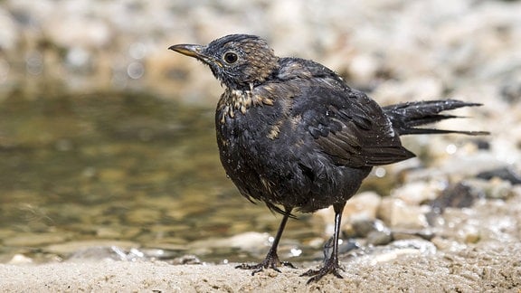 Amsel in der Mauser