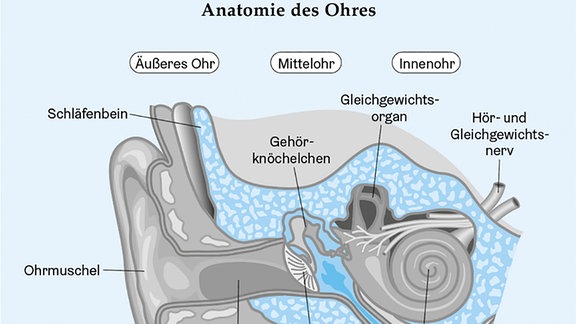 Anatomie des Ohres aus dem Buch 'Zu viel um die Ohren'