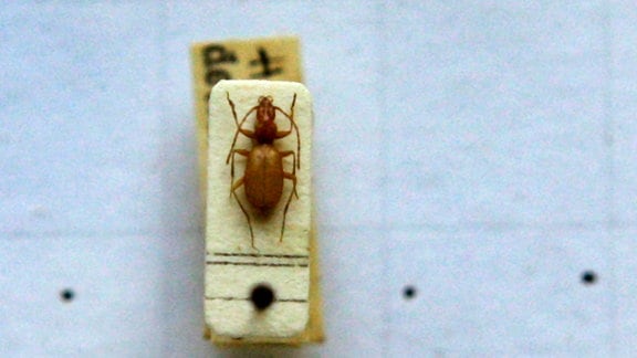 Das Foto zeigt einen Anophthalmus hitleri, einen «Hitler-Käfer» unter einem Mikroskop in der Zoologischen Staatssammlung in München.