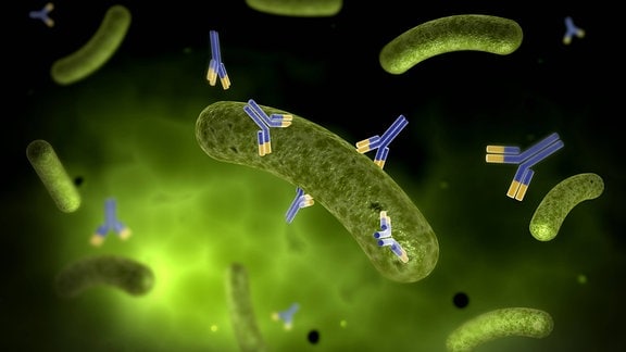 Grafik: Antikörper attackieren und zesrtören Bakterien