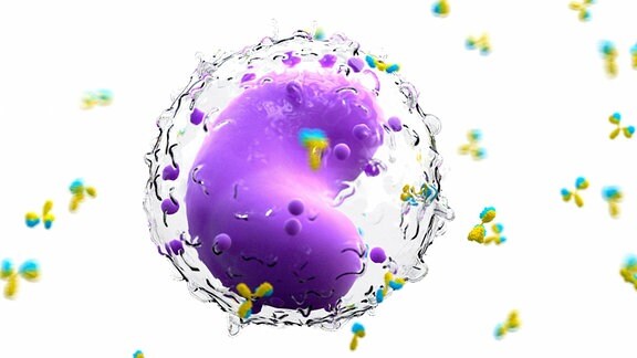 Illustration - Antikörper Und B-Zellen