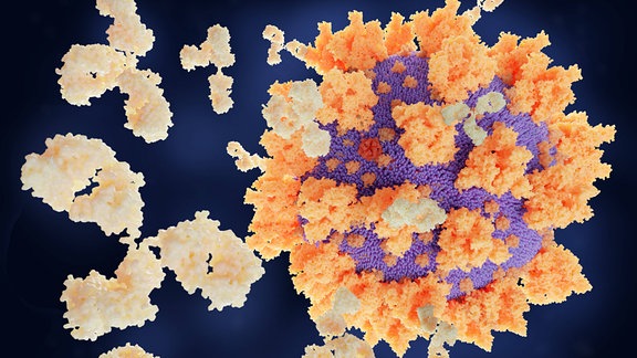 Antikörper Coronavirus Spikeprotein