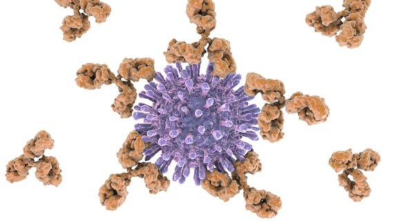 Computergrafik eines Virus, eine violette Kugel mit Rezeptorne, die wie viele kleine Antennen aussehen. Antikörper, kleine dreieckige Moleküle, heften sich an die Rezeptoren.