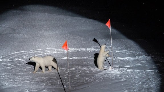 Zwei Eisbären an zwei roten Markierungsfahnen im Lichtkegel. Der rechte untersucht eine der beiden Fahnen; der linke bewegt sich von der Fahne weg.