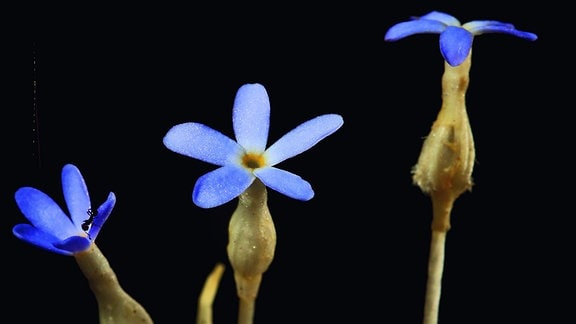 Das Bild zeigt Teile von sechs Exemplaren der blaue Blume Voyria tenella. Von drei Blumen sieht man die jeweils fünfblättrigen blauen Blüten, von den übrigen drei Blumen die Stängel sowie - in zwei Fällen, geschlossene Blüten.