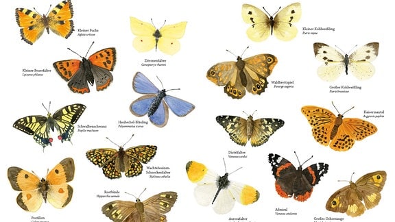 Das Bild zeigt die farbige Abbildung von 16 Schmetterlingen.