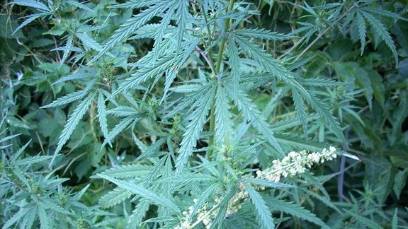 Dichtwachsende, wilde Cannabispflanzen