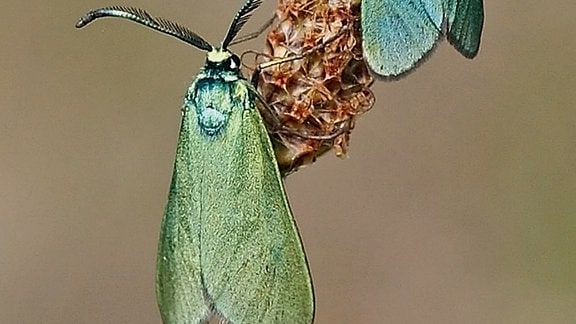 Zwei Falter mit eingezogenen blaugrünen Flügeln halten sich an einer Blume fest. Die Farben der Flügel changieren; die oberen sehen eher blau, die unteren eher grün aus.