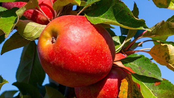 Äpfel am Zweig mit Blättern. Sorte: Roter Mond