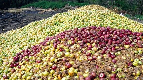 Haufenweise Äpfel liegen auf dem Boden - reife aber auch matschige 