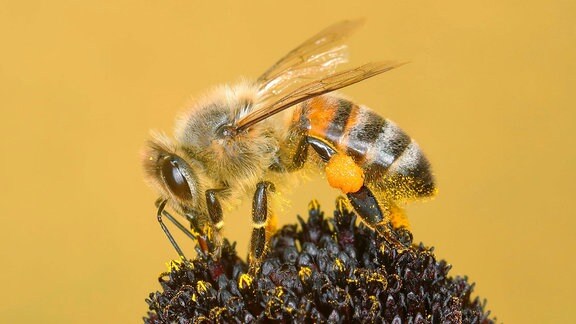 Honigbiene Apis mellifera