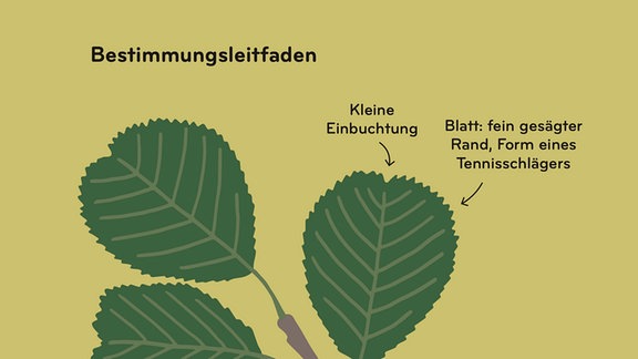 Buchseite mit Titel Bestmmungsleitfaden, sowie illustriertem Zweig, Blatt und Frucht mit Texthinweisen zur Bestimmung von Bäumen