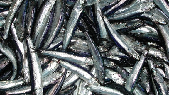 Nahaufnahme von Peruanischen Sardellen (Engraulis ringens). Sardellen sind ca. 14 cm große Futterfische und werden fast ausschließlich zur Herstellung von Fischmehl und Fischöl verwendet. Peru ist der weltweit größte Produzent von Fischmehl und Fischöl, die wichtige Bestandteile von Futtermitteln für Aquakulturen und Nutztiere sind.