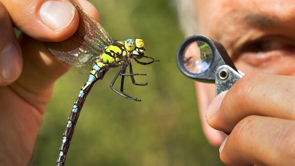 Blaugruene Mosaikjungfer (Aeshna cyanea), gefangene Libelle wird vorsichtig zwischen zwei Fingern gehalten und mit der Lupe untersucht