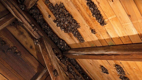 Fledermäuse in einem Dachstuhl.