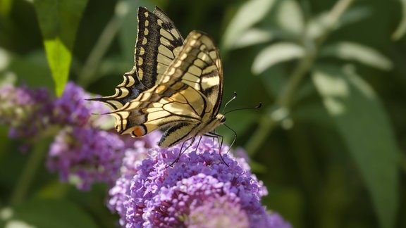 Schwalbenschwanz: Schmetterling auf langer Blüte mit schwarz-beigen elegantem Linien-Muster mit eleganten, Flügelende spitz zulaufendend wie der Schwanz einer Schwalbe