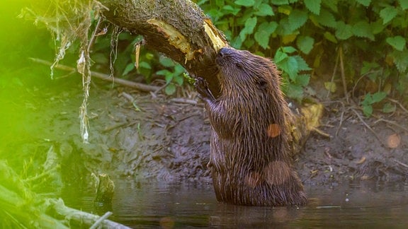 Biber aus Entfernung beobachtet, nagt aus dem Wasser aufgestellt an einem Ast darüber