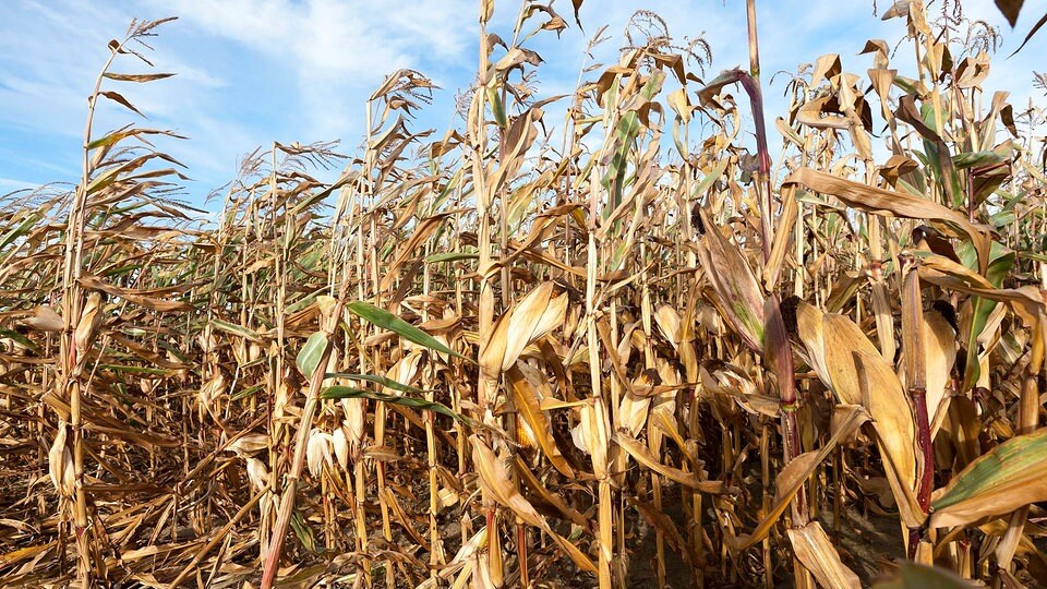 Frühlingswetter verschlimmerte SommerDürre MDR.DE