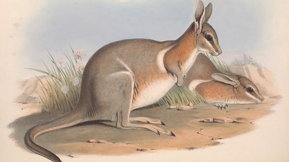 Ein ausgestorbenes Känguru. 