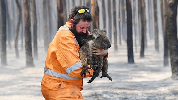 Mann in leuchtend-organgefarbener Arbeitskleidung rettet Koala mit angebranntem Fell in einem durch Waldbrand geschädigtem Waldgebiet. Hält das Tier in den Armen, blickt angestrengt nach unten.