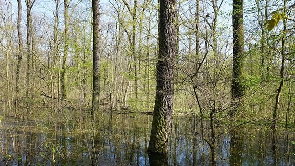 Flächige Ausuferrungen durch ein wieder hergestelltes Wasserregime des Burgauenbaches im Leipziger Auwald