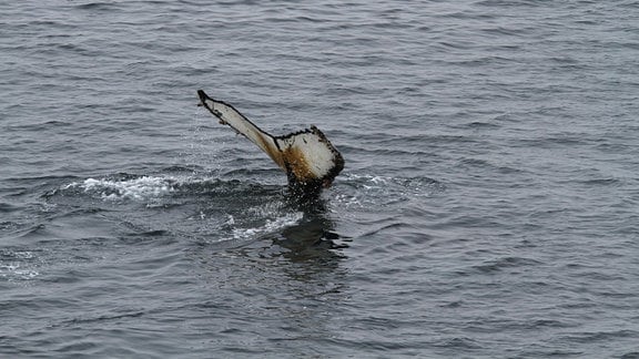 Die Schwanzflosse eines Buckelwals schaut aus dem Wasser.