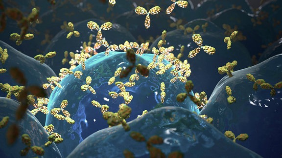 Computergrafik: Blau eingefärbte B-Zellen entlassen Antikröper, die wie kleine, dreiarmige Sterne aussehen.