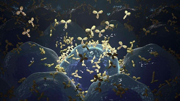 Animation von B-Zellen Antikörper