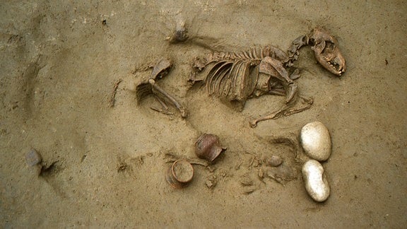 Ausgrabungsfoto: Skelett eines Hundes und eines Kindes.
