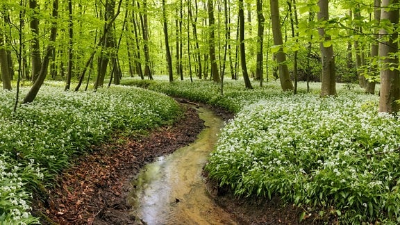 Ein kleiner Bach durchfließt einen mit blühenden Bärlauch bedeckten Wald