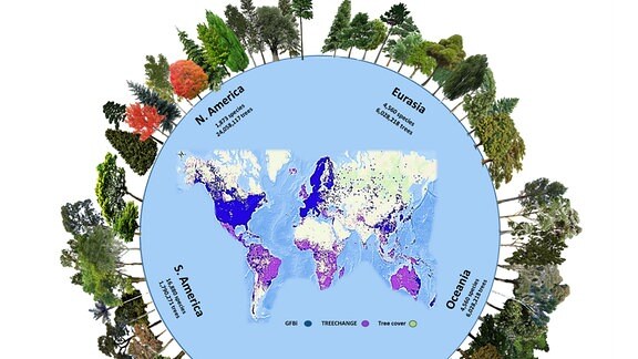 Eine Grafik mit den Kontinenten und der Anzahl noch unbekannter Baumarten