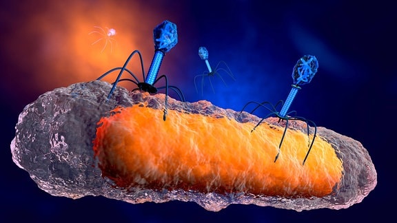 Bakteriophagen die ein Bakterium angreifen